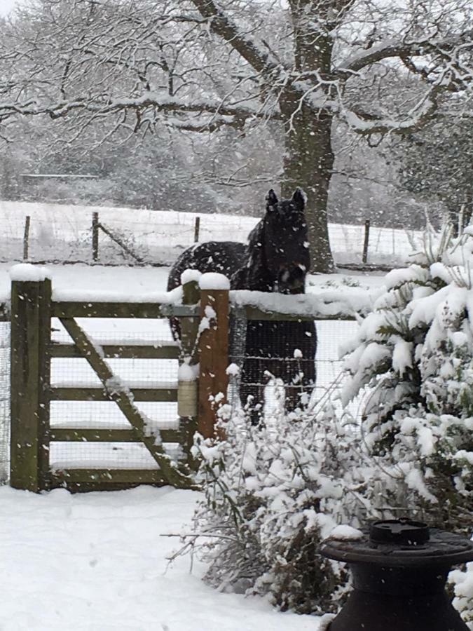 The Old Apple Shed Cosy Heated Cottage In A Meadow Close To The Charming Village Of Bethersden Ashford  Exterior foto